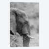 The Silent Elephant