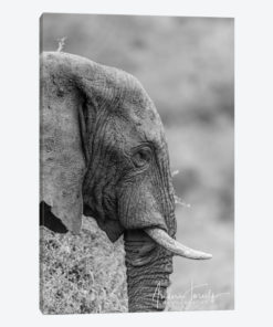 The Silent Elephant