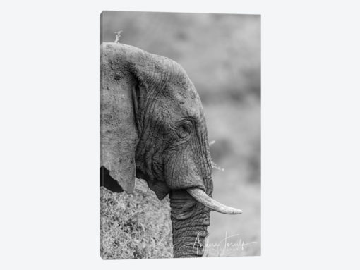 The Silent Elephant