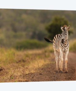 Alone In The Wild