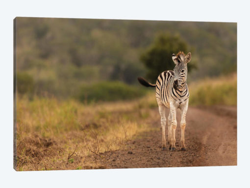 Alone In The Wild