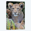 Baby Lion