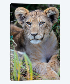 Baby Lion