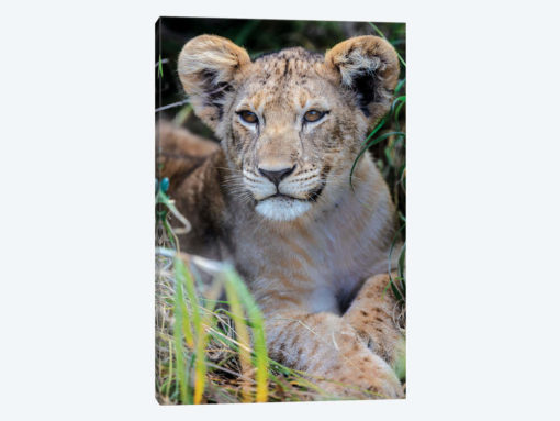 Baby Lion