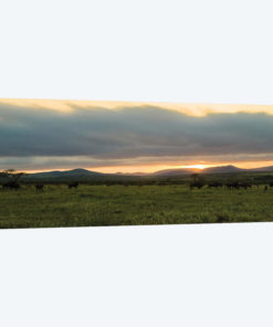 Evening In The Wild