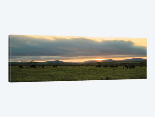 Evening In The Wild