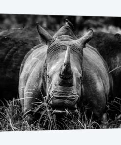 The Rhino