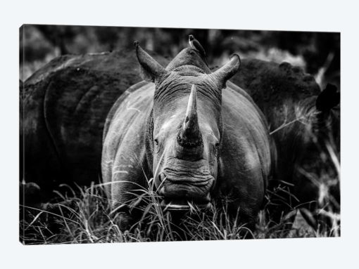 The Rhino