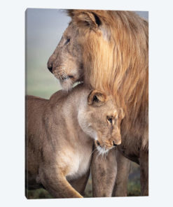 Wild Love