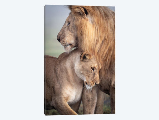 Wild Love
