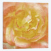 Wall Flower I