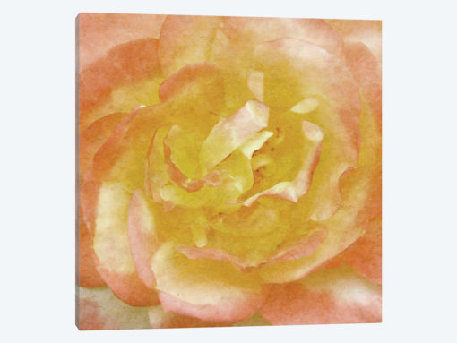Wall Flower I