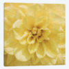 Wall Flower II
