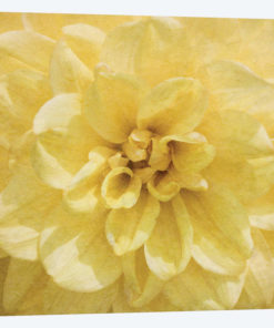 Wall Flower II