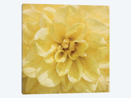 Wall Flower II