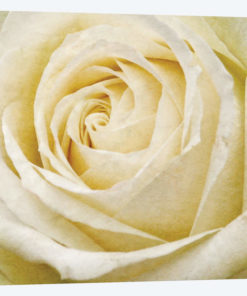 Wall Flower III