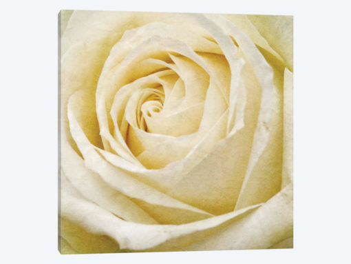 Wall Flower III