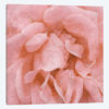 Wall Flower IV