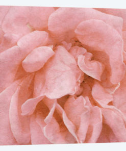 Wall Flower IV