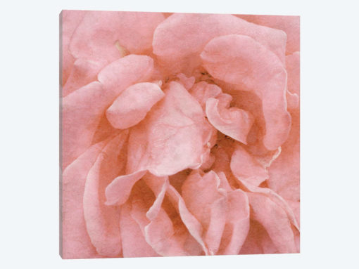 Wall Flower IV