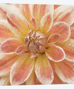 Wall Flower V