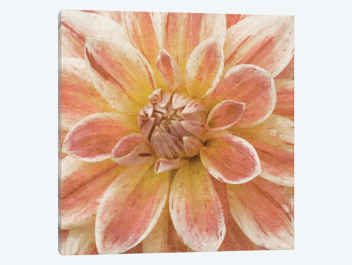 Wall Flower V