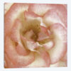 Wall Flower VI
