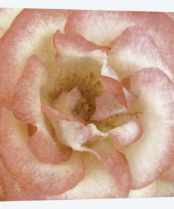 Wall Flower VI