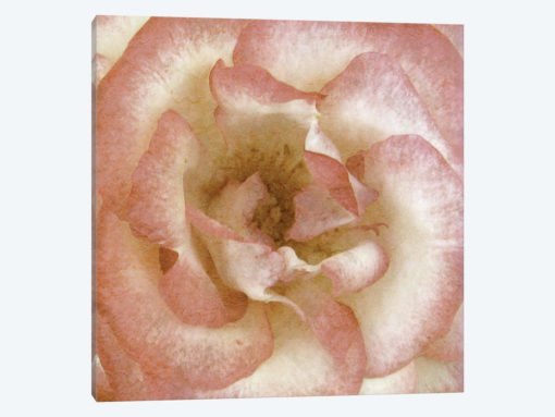 Wall Flower VI