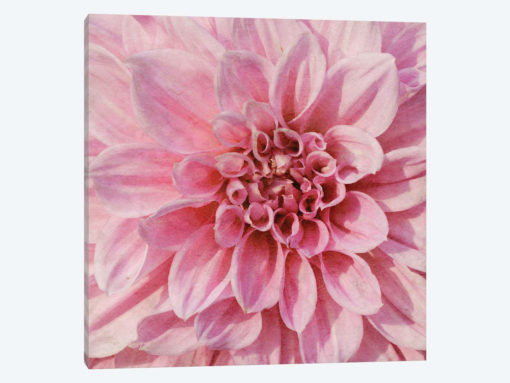 Wall Flower VII