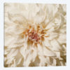 Wall Flower VIII
