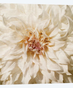Wall Flower VIII