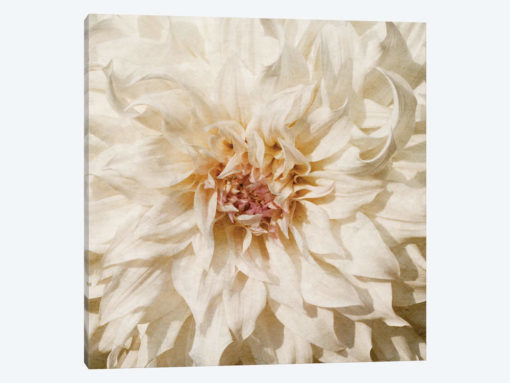 Wall Flower VIII