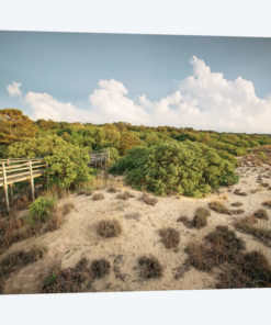 First Landing Dunes I
