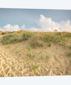 First Landing Dunes IV