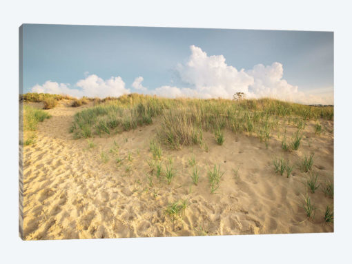 First Landing Dunes IV