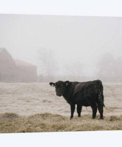 Farm Study II