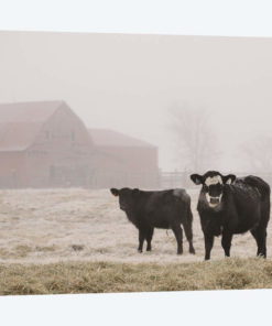 Farm Study III
