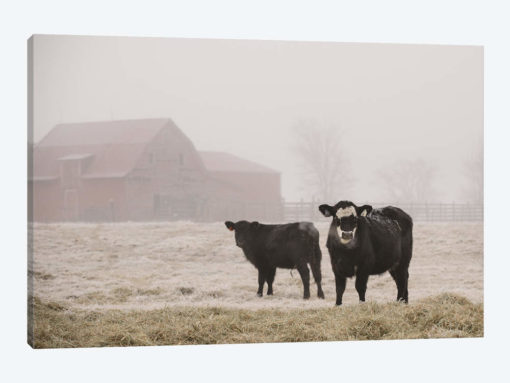 Farm Study III