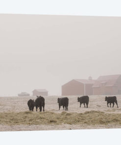 Farm Study IV
