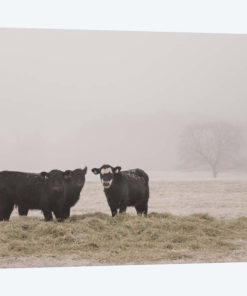 Farm Study V