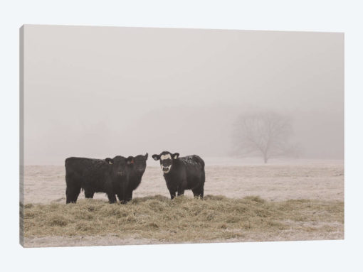 Farm Study V