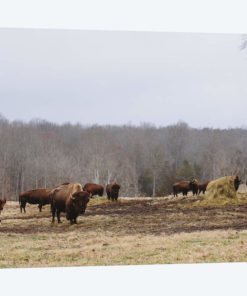 Farm Study VI