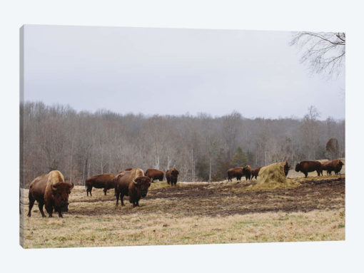 Farm Study VI