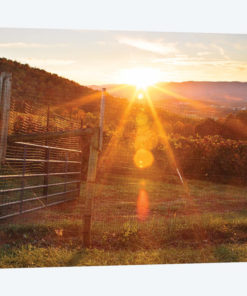 Farm Study VII