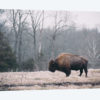 Solitary Bison I