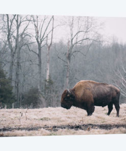 Solitary Bison I