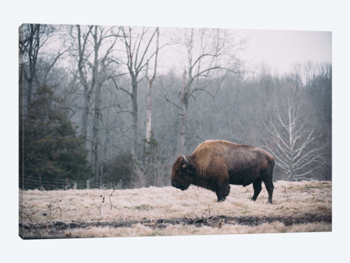 Solitary Bison I