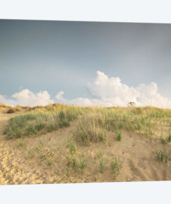 First Landing Dunes V