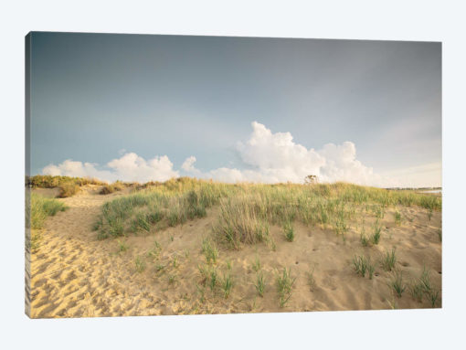First Landing Dunes V